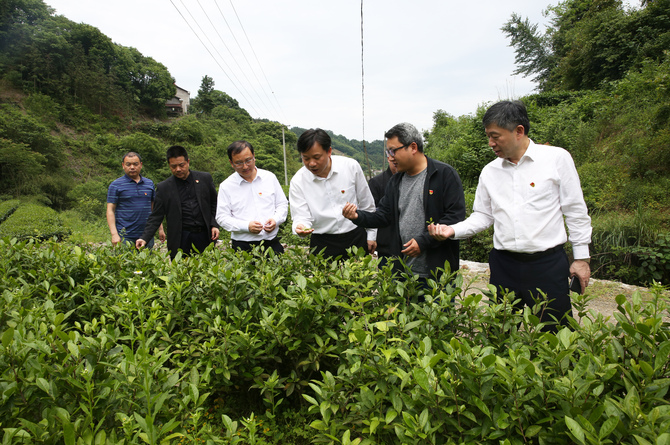 龙献忠一行实地查看茶园湾村的茶园产业。